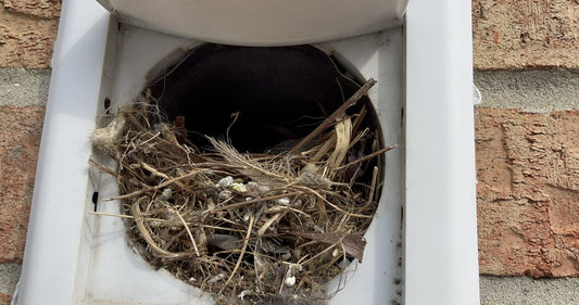 Bird & Mice Nest Clean Out